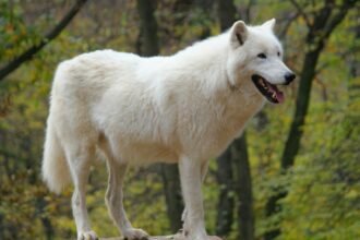 Lobo terrível espécie “recriada” após anos de extinção