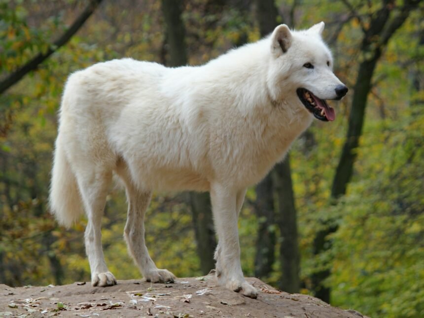 Lobo terrível espécie “recriada” após anos de extinção